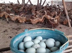 Perajin Telur Asin Brebes Beli Bahan Baku dari Luar Daerah, Kenapa?
