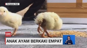 VIDEO: Wujud Anak Ayam Berkaki Empat di Bali