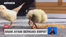 VIDEO: Wujud Anak Ayam Berkaki Empat di Bali