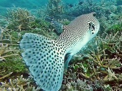 Cantik dan Lucu tapi Mematikan, Itulah Ikan Fugu