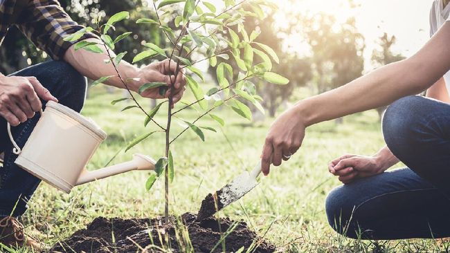 Bagi Anda yang ingin memulai berkebun organik, berikut tips yang bisa dilakukan.