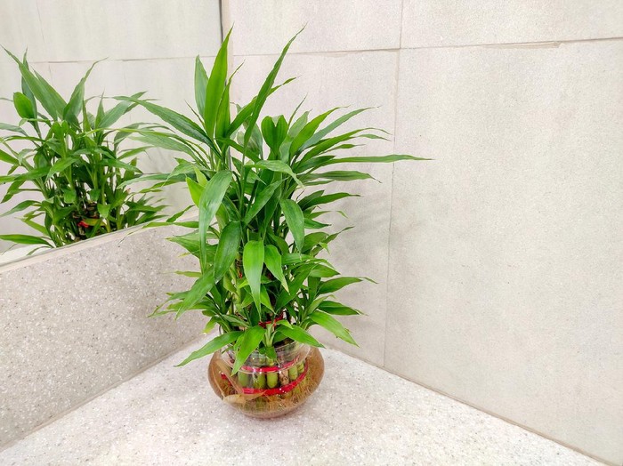 Green Lucky bamboo plant for decoration aka Dracaena Sanderiana  in Glass vase placed in front of mirror Selective focus.