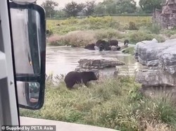 Detik-detik Penjaga Kebun Binatang di China Tewas Diserang Beruang