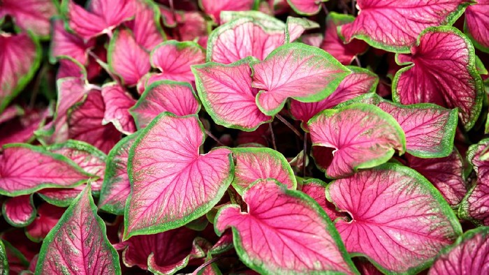 Caladium bicolor leaves use for background.