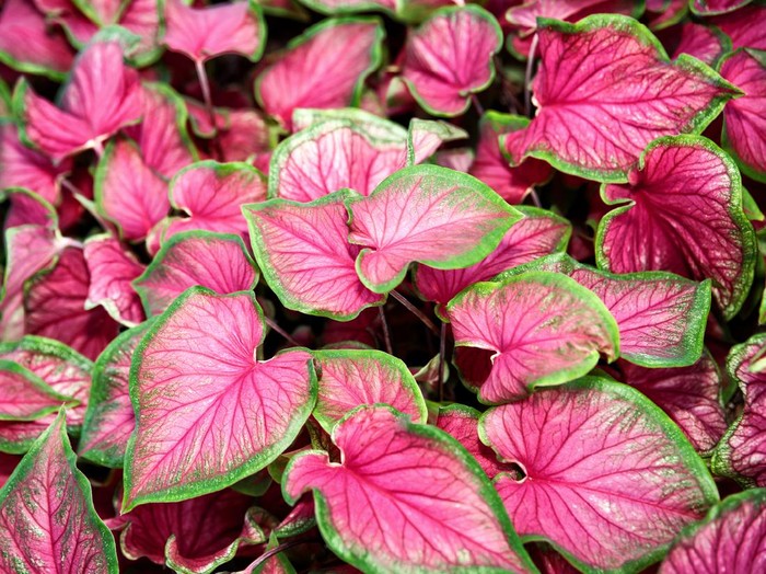 Caladium bicolor leaves use for background.