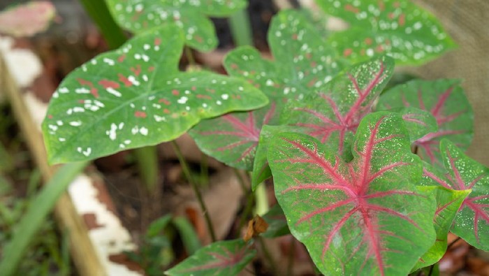 Caladium bicolor leaves use for background.