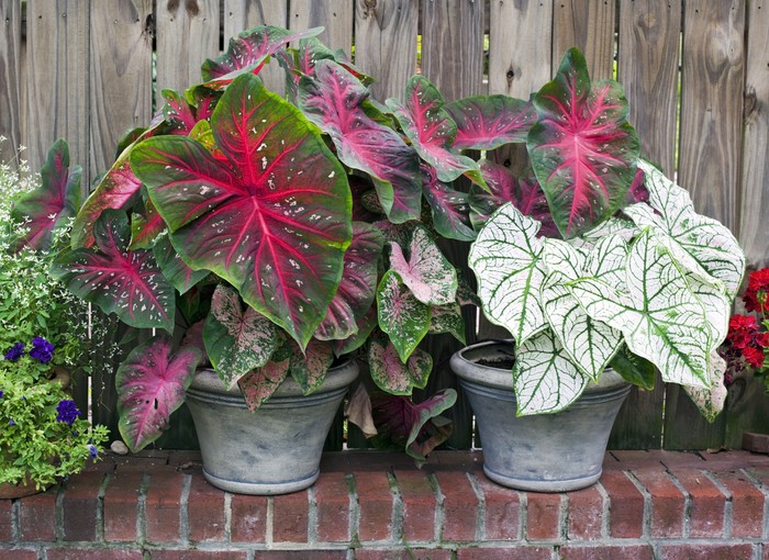 Caladium bicolor leaves use for background.