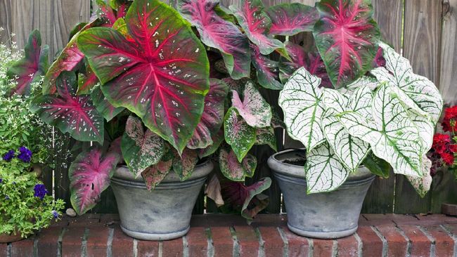 Peneliti dari LIPI mengungkapkan terdapat empat cara mudah memperbanyak tanaman hias Caladium atau keladi.