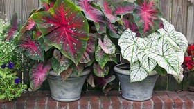 4 Cara Memperbanyak Caladium dan Tanaman Talas Lainnya