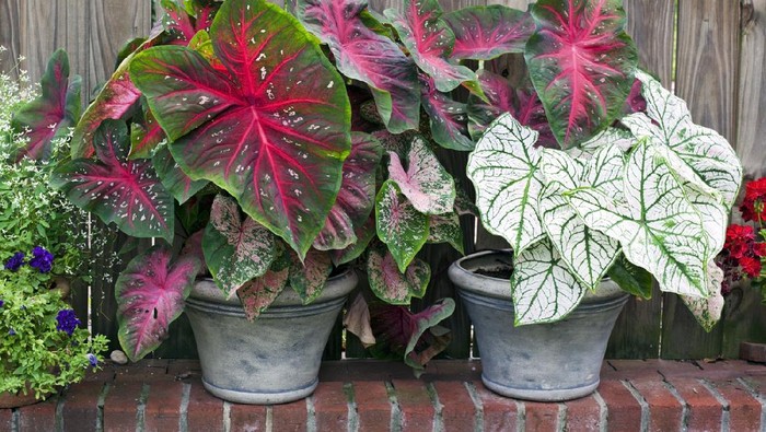 Caladium bicolor leaves use for background.