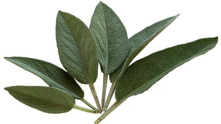 Daun Sage Daun Sage (Image by Lebensmittelfotos from Pixabay)
