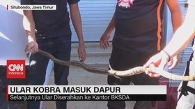 VIDEO: Heboh, Ular Kobra Masuk Pemukiman Warga