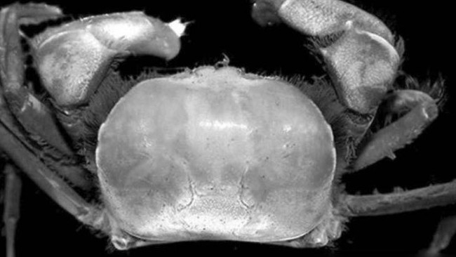 Dua spesies kepiting baru Typhlocarcinops robustus dan Typhlocarcinops raouli ditemukan di PT Freeport Indonesia, Mimika, Papua.