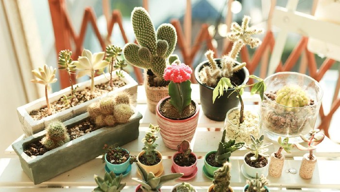 Various of Succulents and house plants on the table