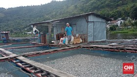 109 Ton Ikan Mati di Danau Toba Diduga karena Angin Kencang