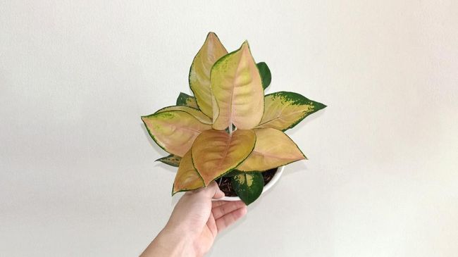 Aglonema Sultan Brunei tengah populer dan digandrungi pecinta tanaman hias. Nama Sultan Brunei yang melekat pada aglonema ini tidak datang begitu saja.