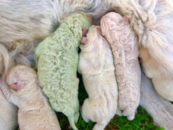 Langka! Anak Anjing Berwarna Hijau Lahir di Italia