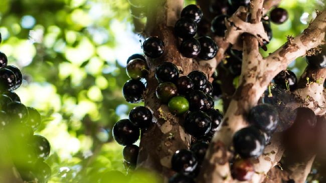 Uniknya Tanaman Anggur Brazil Berbuah di Batang Pohon