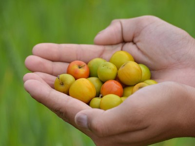 7 Manfaat Menakjubkan Buah Bidara Untuk Ibu Hamil Bunda Perlu Tahu