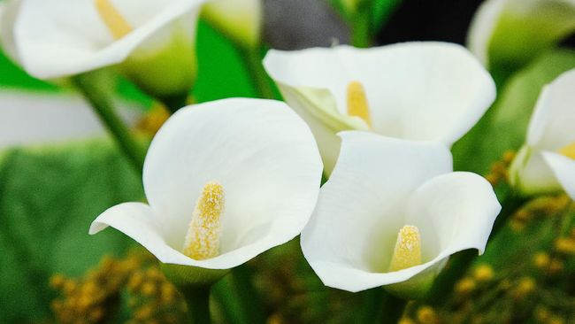 Pemandangan lautan bunga lili arum putih mungkin terlihat cantik, tetapi di Australia Barat mereka menjadi musuh publik nomor satu.