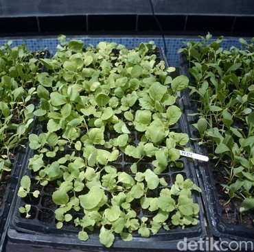 Lawan Pandemi, Ibu-ibu di Bandung Lakukan Ini Demi Bertahan Hidup