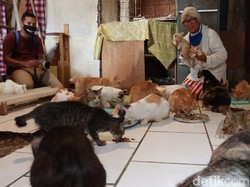 Kisah Janda Tua di Bandung Hidup Bersama 90 Kucing Liar