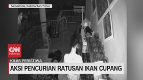 VIDEO: Aksi Pencurian Ratusan Ikan Cupang