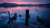 NYALANG: Kidung Cinta dan Gelak Tawa Dalam foto pilihan CNNIndonesia.com pekan ini, ada dua Husky di pinggir danau, singa putih di Uni Emirat Arab, dan lompatan Tom Cruise.