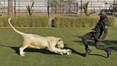 NYALANG: Kidung Cinta dan Gelak Tawa Dalam foto pilihan CNNIndonesia.com pekan ini, ada dua Husky di pinggir danau, singa putih di Uni Emirat Arab, dan lompatan Tom Cruise.