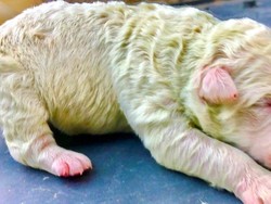 Pistachio, Anjing Berbulu Hijau yang Langka Lahir di Italia