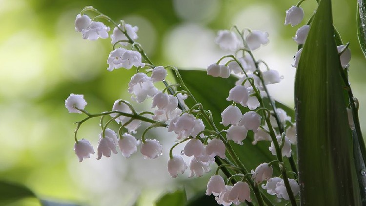 Drops on lilly of the valley