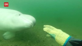 VIDEO: Penyelam Disapa Paus Beluga