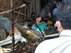 Macan Tutul Terluka dan Terjerat Tali di Kawah Putih Bandung