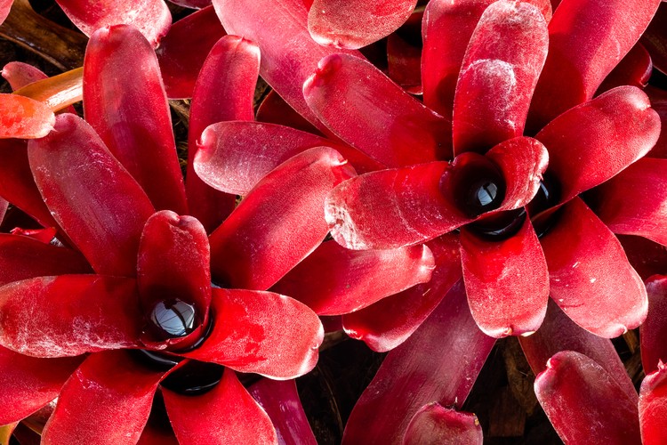 Tanaman hias Close-up of bright red foliage of Neoregelia Fireball Bromeliad, an ornamental plant in the family of Bromiliaceae. Red bromeliad background.