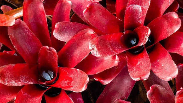 Close-up of bright red foliage of Neoregelia Fireball Bromeliad, an ornamental plant in the family of Bromiliaceae. Red bromeliad background.