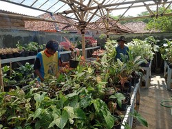 Kisah Eka Dulu Jual Tanaman Hias Cuma dari Kostan, Kini Beromzet Rp 100 Juta