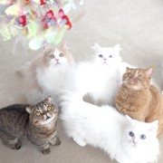 Intip 10 Kucing Lucu dan Menggemaskan di Channel YouTube Kittisaurus