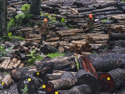 Hutan Produksi: Pengertian, Ciri, Jenis dan Hasil Produksinya