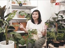 Cerita Pebisnis Tanaman Hias Penuhi Permintaan Monstera yang Melangit