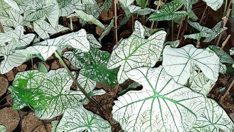 caladium keladi putih