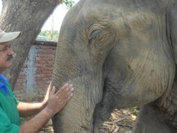 Kisah Dokter Gajah yang Selamatkan 10.000 Gajah di India dan Indonesia