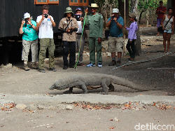 Pelaku Wisata Minta Kepastian soal Tarif Rp 3,7 Juta TN Komodo