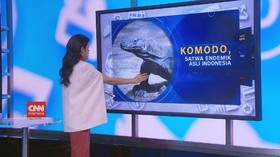 VIDEO: Komodo, Satwa Endemik Asli Indonesia