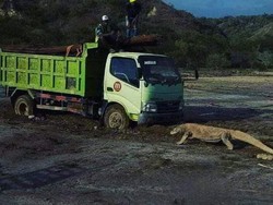 Bintang Emon, Fiersa Besari, Melanie Subono Protes Komodo vs Truk