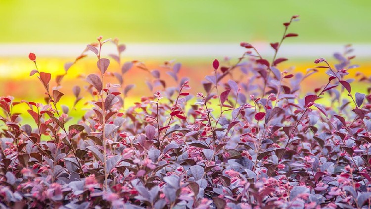 Beautiful purple flower of Chinese fringe flower (Loropetalum chinense), also known as loropetalum, Chinese fringe flower and strap flower.