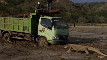 img-title Pulau Rinca Jadi Jurassic Park, Melanie Subono Minta Maaf ke Komodo