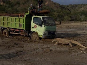 Pulau Rinca Jadi Jurassic Park, Melanie Subono Minta Maaf ke Komodo