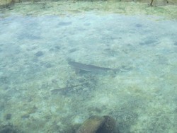 Foto: Restoran Kepulauan Seribu yang Punya Penangkaran Hiu