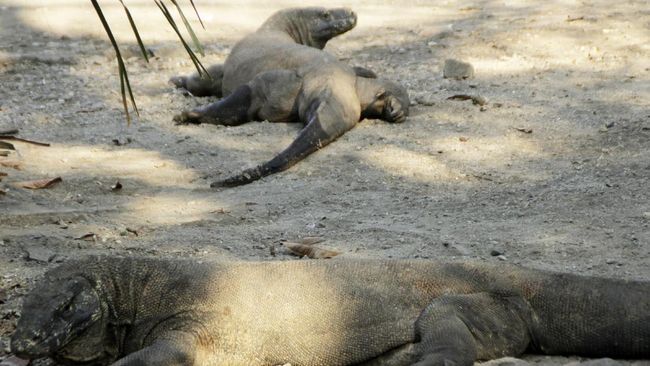 Mitos menyebut wanita yang tengah haid dilarang untuk mengunjungi Pulau Komodo. Apa alasannya?