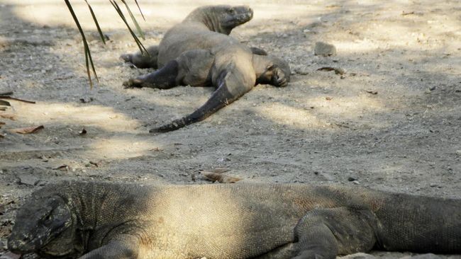 Pengusaha wisata di Labuan Bajo merasa dibunuh pelan-pelan oleh pemerintah dengan kenaikan harga tiket masuk Pulau Komodo dari Rp200 ribu jadi Rp3,75 juta.